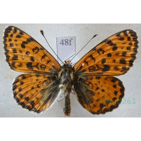 Melitaea didyma (Esper, 1778) male Przeplatka didyma France48f